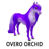 Overo Orchid