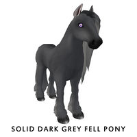 Solid Dark Grey Fell Pony