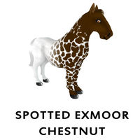 Spotted Exmoor Chestnut