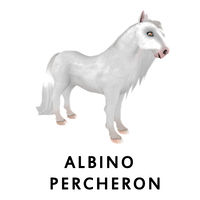 Albino Percheron Front