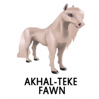 Akhal-Teke Fawn