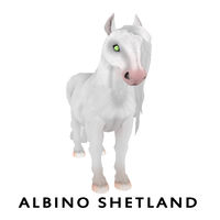 Albino Shetland Front