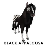 Black Appaloosa