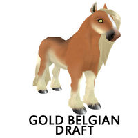 Gold Belgian Draft