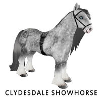 Amaretto Clydesdale Showhorse