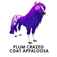 Plum Crazed Coat Appaloosa