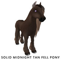 Solid Midnight Tan Fell Pony