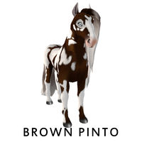 Brown Pinto