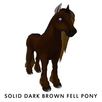 Solid Dark Brown Fell Pony