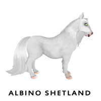 Albino Shetland Side