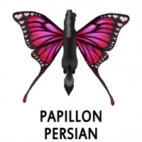 Papillon Persian