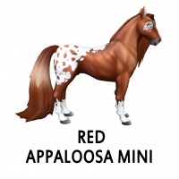 Red Appaloosa Mini