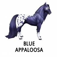 Blue Appaloosa