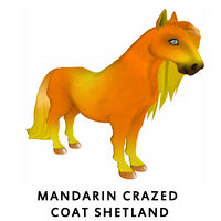 Mandarin Crazed Coat Shetland