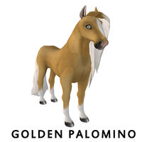 Golden Palomino