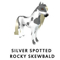 Silver Spotted Rocky Skewbald