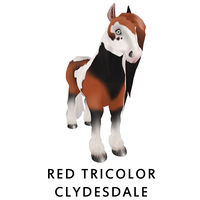 Red Tricolor Clydesdale