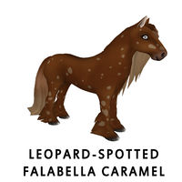 Leopard-Spotted Falabella Caramel