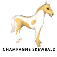 Champagne Skewbald