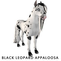 Amaretto Black Leopard Appaloosa