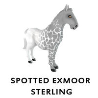 Spotted Exmoor Sterling