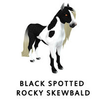 Black Spotted Rocky Skewbald