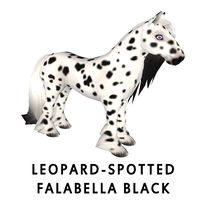 Leopard-Spotted Falabella Black