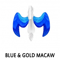 Blue & Gold Macaw