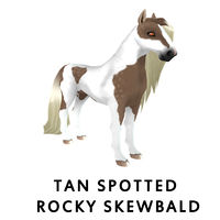 Tan Spotted Rocky Skewbald