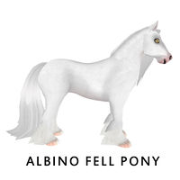 Albino Fell Pony Side