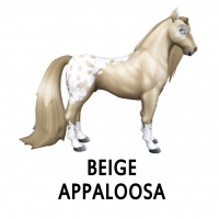 Beige Appaloosa