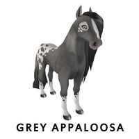 Grey Appaloosa