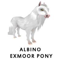 Albino Exmoor Pony Front