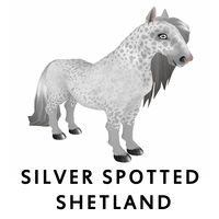 Silver Spotted Shetland