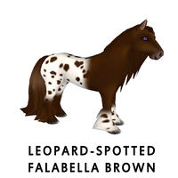 Leopard-Spotted Falabella Brown