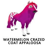 Watermelon Crazed Coat Appaloosa