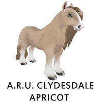 A.R.U. Clydesdale Apricot