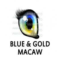 Blue & Gold Macaw