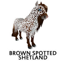 Brown Spotted Shetland