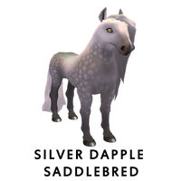 Silver Dapple Saddlebred