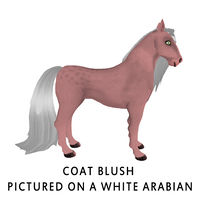 Coat Blush