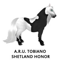 A.R.U. Tobiano Shetland Honor