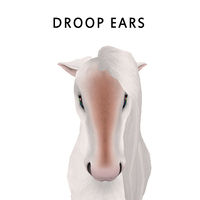 Droop Ears