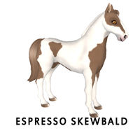 Espresso Skewbald