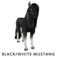 Black/White Mustang