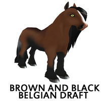 Black and Brown Belgian Draft