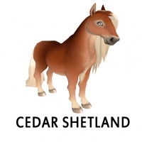 Cedar Shetland