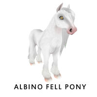 Albino Fell Pony Front