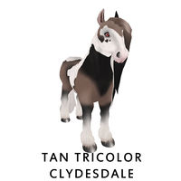 Tan Tricolor Clydesdale