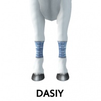 Dasiy